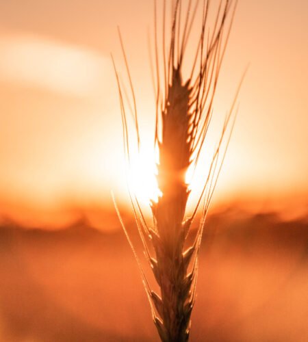 wheat-and-a-sunset-scaled